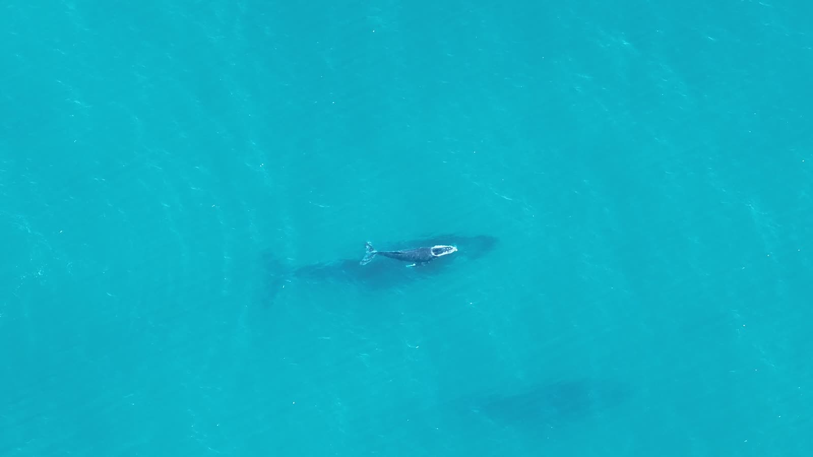 A humpback whale and calf resting in clear water off the reserve