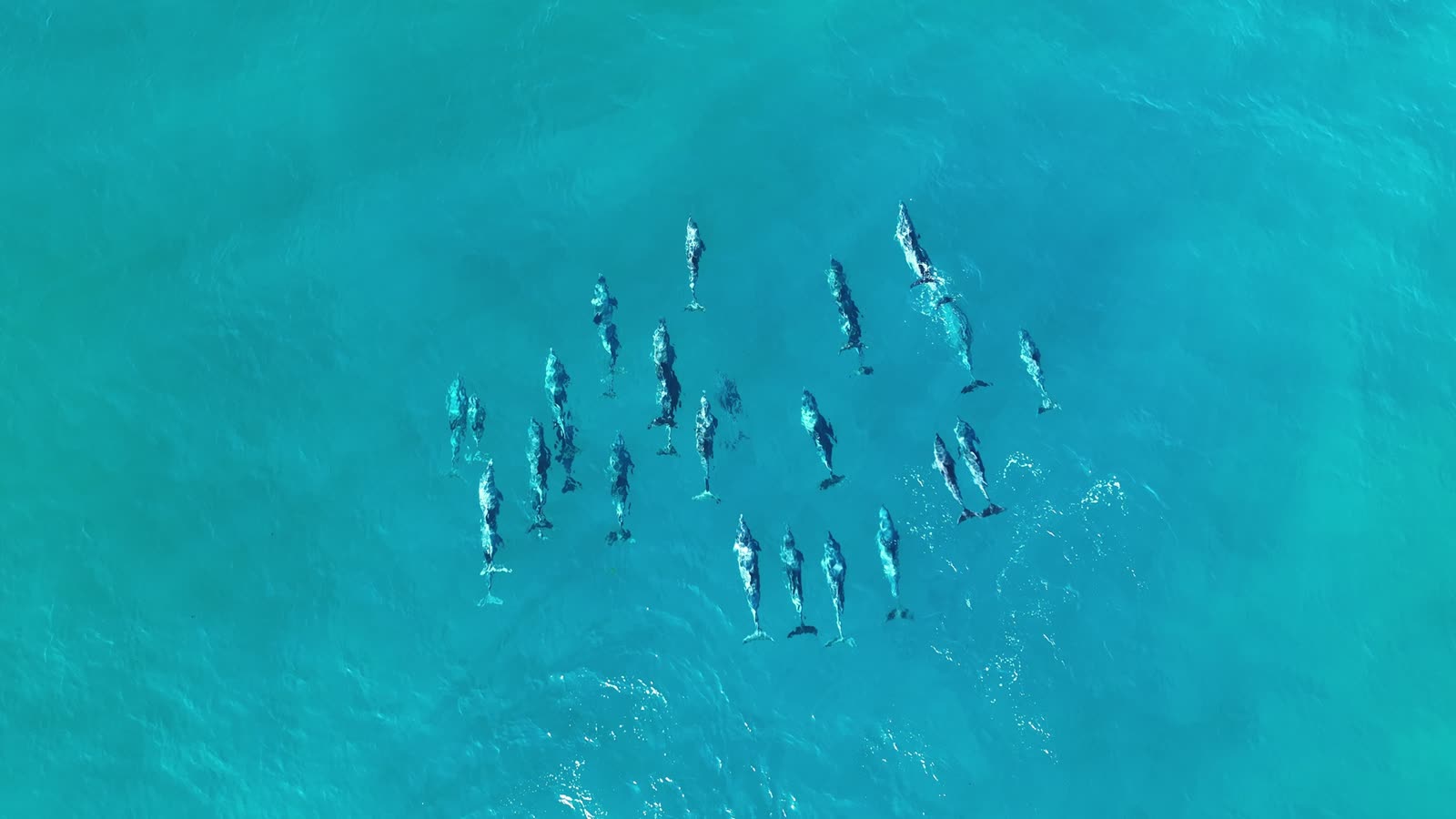 A pod of dolphins moving north along the coast